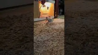Savannah monitor attack rat🤮 #shorts #trending