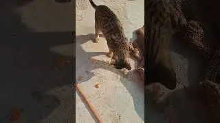 बिल्ली की जिंदगी में संघर्ष😻.#catlife #care #catlovers #shorts #vairalvideo #reelviral #shortvideo