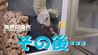 パパは思った以上に頑固オヤジでした。