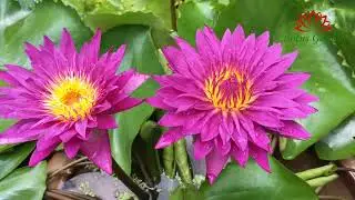 Bull eyes water lily is a type of flower that is very easy to grow and blooms a lot