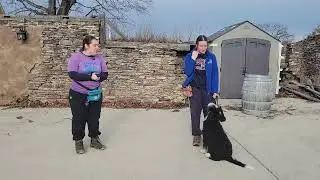 Poppy the Bernedoodle | Board & Train Week 2 &ndash; On-Leash Meet & Greet Skills | Best Paw Forward