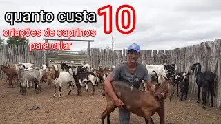 Como iniciar uma cria&ccedil;&atilde;o de caprinos qual o valor para investir