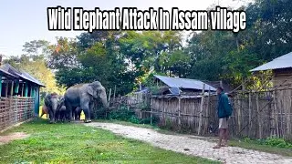 Wild Elephant Attack in village ||  most dangerous situation || Elephant Attack video || ASSAM 