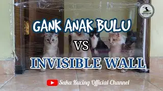 KUCING VS INVISIBLE WALL, BIKIN GEMES  || CHALLENGE FOR CATS