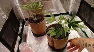 LST Training GELATO AUTO sister's                         #🇬🇧medical#growyourownvine#livingsoil