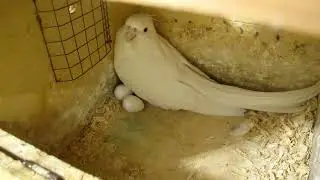 White Cockatiel Parrot Laying 3 Eggs 🐣 | Beautiful Breeding Moment | Cockatiel Breeding Season 2025
