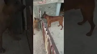 Fence Causes Friction For Dogs || ViralHog