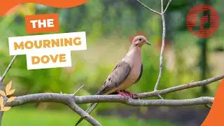 The Mourning Dove Songbird | Relaxing and Soothing Bird Sounds From the American Mourning Dove Bird