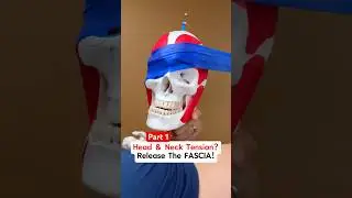 Part 1 of 2 &mdash; Got Head & Neck Tension? Watch this to find out how to release Fascia! #fascia #tmj