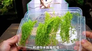 耗时130天打造一个小型生态缸 微观世界 鱼缸里的大自然