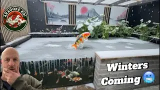 Регистрация в зимнем пруду с карпами кои ❄️