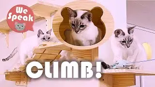 Our Kitten Plays On New Climbing Wall Set 🤩