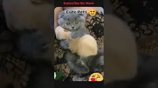 Cute Cats || Unseen Safari #shorts #cat #cute