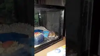 Rat&oacute;n pigmeos africano adulto agosto 2017