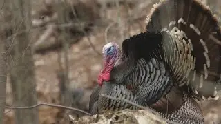 Fall turkey season starting in West Virginia