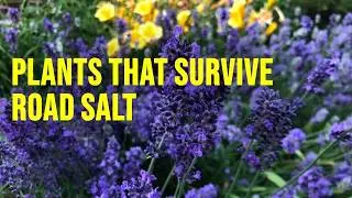 Road Salt Is Killing Your Garden — These Plants Survive