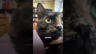 Как стать лучшим котиком месяца?