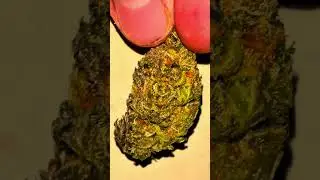 Would you pay $70 for an OZ??? (CHEMDAWG) #trending