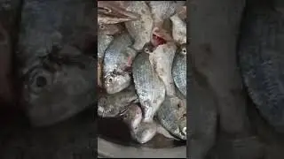 Fish Plate