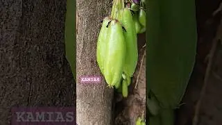 Cucumber tree pala ang English nito 🤤 #kamias #sourfruits #fruit #bilimbi