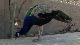 Amazing Peacock Bird 4K Ultra HD