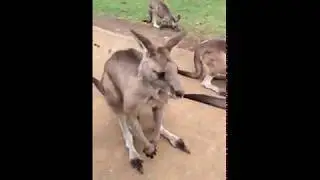 #Kangaroos at #BonorongWildlifeSanctuary in #Tasmania , #Australia