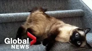Kiki the cat, missing for 5 years in Edmonton, reunites with owners in Ontario