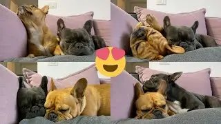 Cute Frenchies Sleeping Together