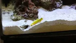 Pistol Shrimp digging a burrow with Yellow Watchman Goby defending it (18 minutes of good HD video)