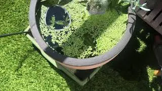 Platinum Medakas a pond and a solar fountain