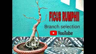 How to select branches to create a beautiful Bonsai? Ficus Rumphii.