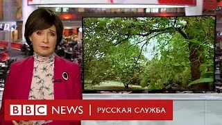 Кошмар на улице без вязов: куда исчезли 20 млн деревьев