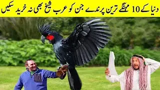 دنیا کے 10 مہنگے ترین پرندے  | Ten Most Expensive Birds in The World | Studio One