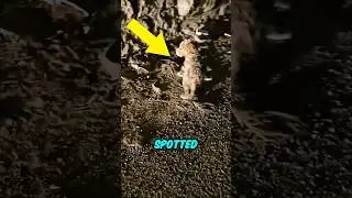 They spotted this puppy while dribling trough a tunnel #shorts #animals #rescue