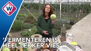 Een rotproces: fermenteren is gezond en goedkoop en vooral n&iacute;et vies - OMROEP WEST