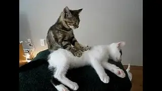 intimate massage!! funny cat #Shorts