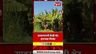 Jalgaon Savargaon Bananas | सावरगावची केळी थेट इराणला निर्यात #marathinews #breakingnews