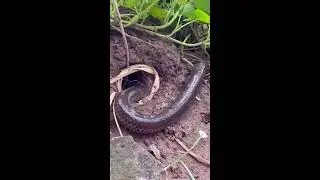best simple effective snake trap ideas2025 phan 3 #snake #animal #wildlife #trending #shortvideo