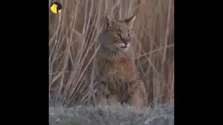 jungle cat #shorts @wildcatsinfo #youtubeshorts #wildlife #wildanimal #12april2023