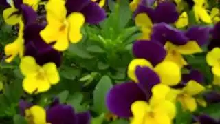 A Casey's Clubhouse explorer goes on a  flower hunt!