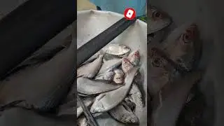 #LiveFishCutting #VillageFishCutting #ViralShorts #ytshorts #Trending #Viral #Shorts #youtubeshorts