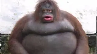 memes i watch to forget that it's valentines day