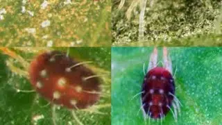 Mite in Apple : European Red Mites and Two Spotted Spider Mute: Management