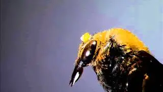 Vanda lamellata pollinarium bending