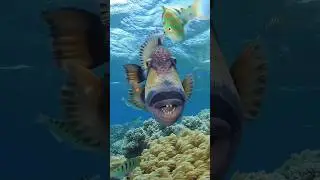 Triggerfish | Titan of the Reef