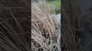 Cat-tail or Bulrush -an aquatic plant