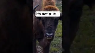 Why Bison are NOT being reintroduced to the UK