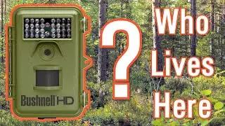 Who Lives in these Woods? Wildlife Camera Highlights from Finland | Trail Camera | July 2019