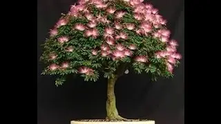 bonsai tree seeds amazon