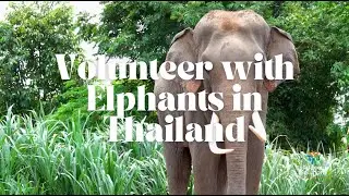 Volunteer with Elephants in Thailand with Volunteering Solutions